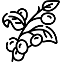 HG-icon-planta-de-cafe